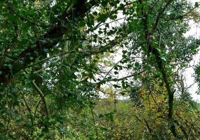 Měcholupy, Omnium, 2020