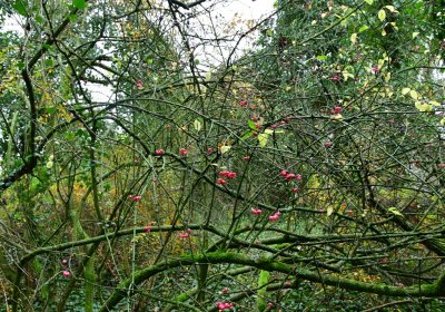 Měcholupy, Omnium, 2020