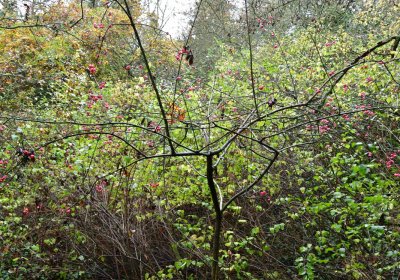 Měcholupy, Omnium, 2020