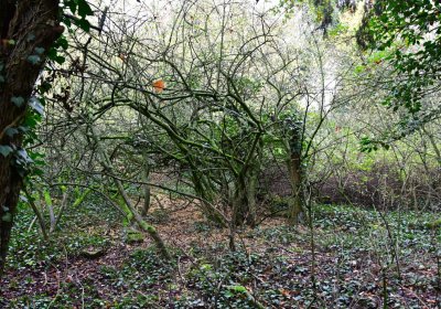 Měcholupy, Omnium, 2020