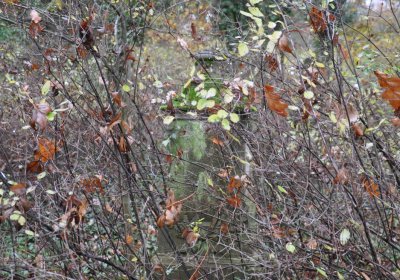 Měcholupy, Omnium, 2020