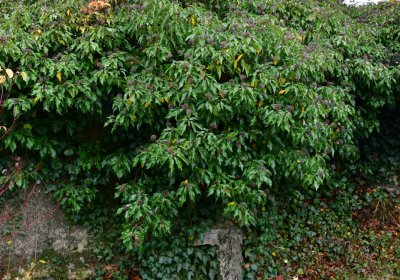 Libořice, Omnium, 2020