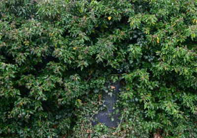 Libořice, Omnium, 2020