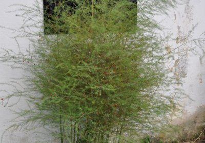 Nepomyšl, Omnium, 2020