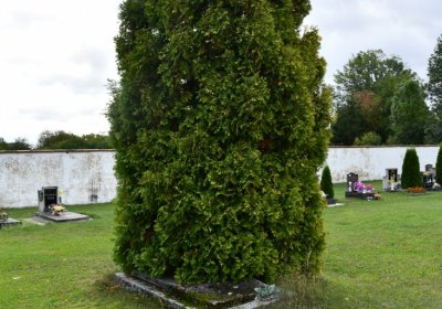 Nepomyšl, Omnium, 2020