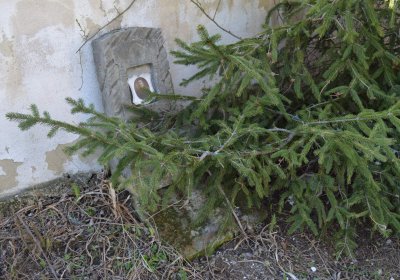 Břehovská Dáša, 2017