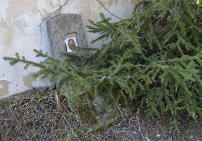 Břehovská Dáša, 2017