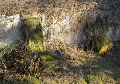 Břehovská Dáša, 2017