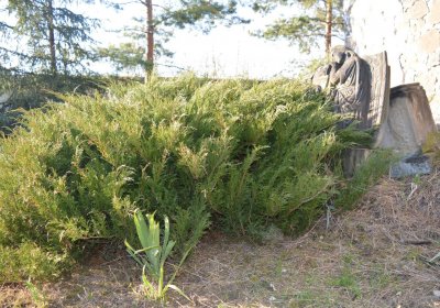 Břehovská Dáša, 2017