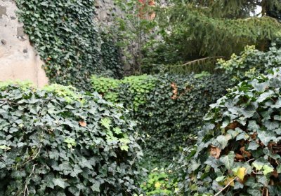 Chotěbudice, Omnium, 2020