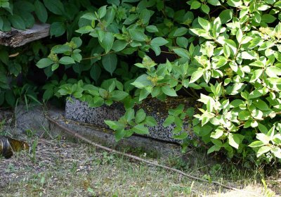 Blažim, Omnium, 2018