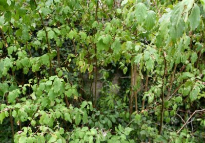 Křemýž, Omnium, 2018