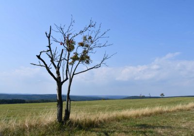 Malý Háj, Omnium, 2018