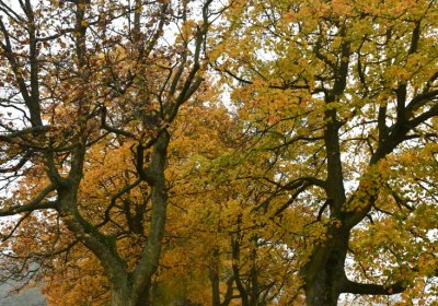 Nová Ves v Horách, Omnium, 2020