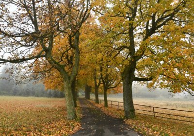 Nová Ves v Horách, Omnium, 2020