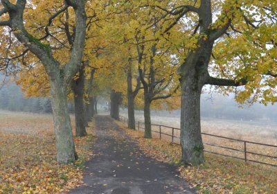 Nová Ves v Horách, Omnium, 2020