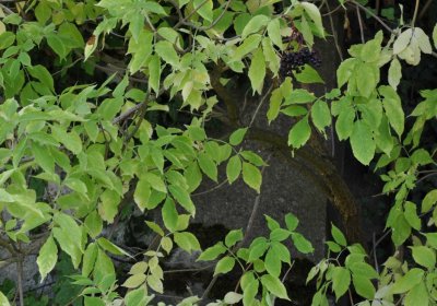 Nová Ves v Horách, Omnium, 2018