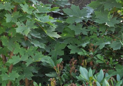 Nová Ves v Horách, Omnium, 2018