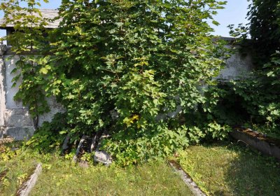 Nová Ves v Horách, Omnium, 2018