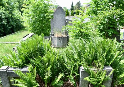 Želenice, Omnium, 2018