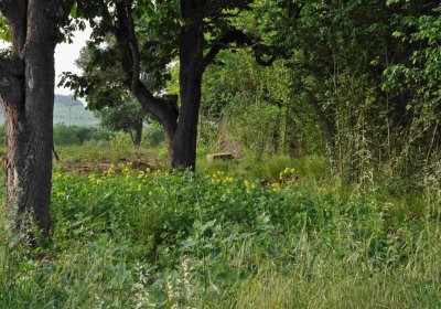 Zaniklá část hřbitova, Větrovská Barbora, 2016
