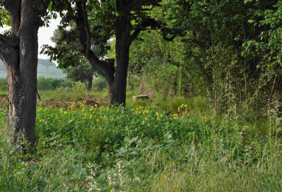 Zaniklá část hřbitova, Větrovská Barbora, 2016