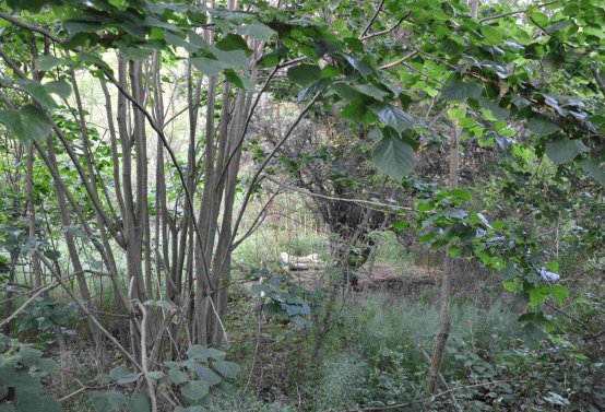 Zaniklá část hřbitova, Větrovská Barbora, 2016