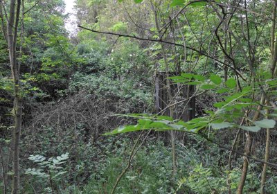 Zaniklá část hřbitova, Větrovská Barbora, 2016