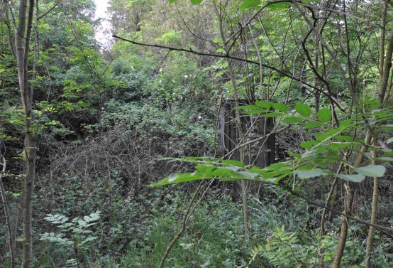 Zaniklá část hřbitova, Větrovská Barbora, 2016