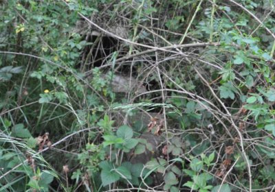 Zaniklá část hřbitova, Větrovská Barbora, 2016