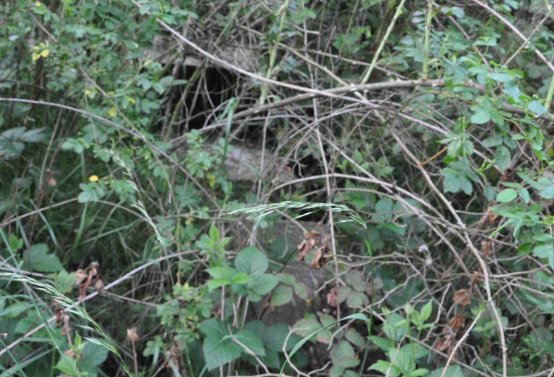 Zaniklá část hřbitova, Větrovská Barbora, 2016