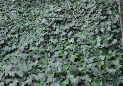 Zaniklá část hřbitova, Větrovská Barbora, 2016