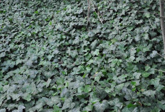 Zaniklá část hřbitova, Větrovská Barbora, 2016