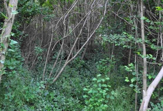 Zaniklá část hřbitova, Větrovská Barbora, 2016