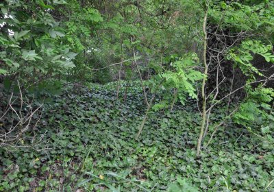 Zaniklá část hřbitova, Větrovská Barbora, 2016