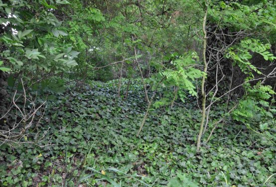 Zaniklá část hřbitova, Větrovská Barbora, 2016