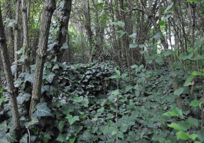 Zaniklá část hřbitova, Větrovská Barbora, 2016