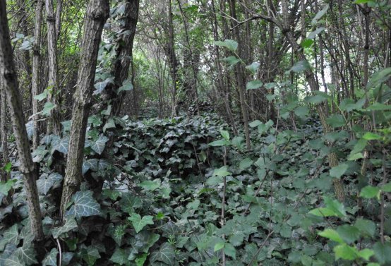 Zaniklá část hřbitova, Větrovská Barbora, 2016