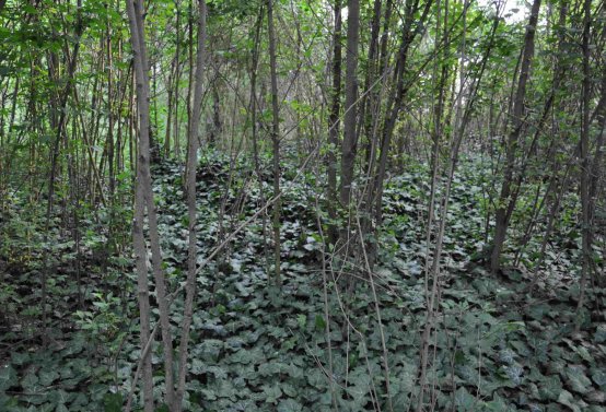 Zaniklá část hřbitova, Větrovská Barbora, 2016