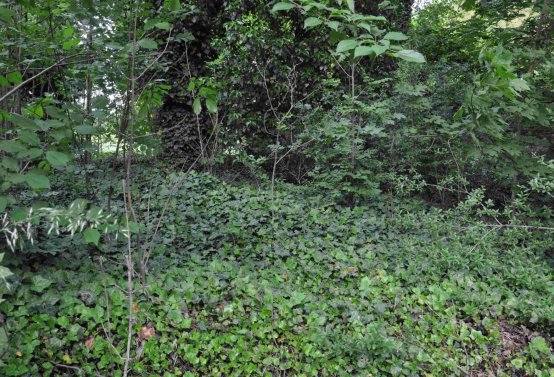 Zaniklá část hřbitova, Větrovská Barbora, 2016