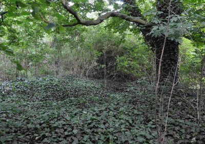 Zaniklá část hřbitova, Větrovská Barbora, 2016