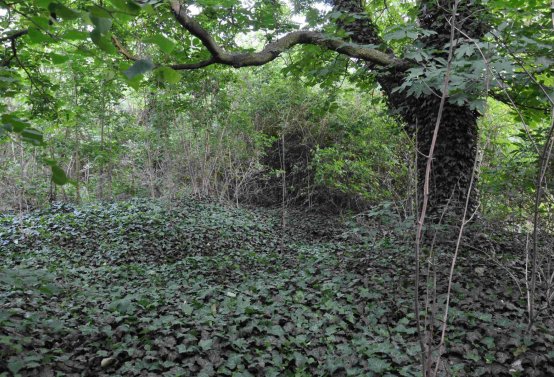 Zaniklá část hřbitova, Větrovská Barbora, 2016