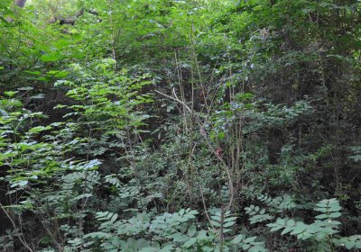 Zaniklá část hřbitova, Větrovská Barbora, 2016