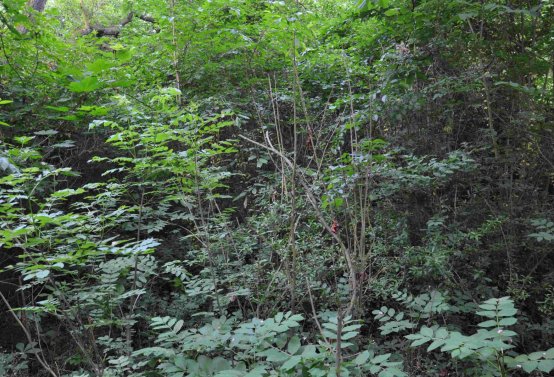 Zaniklá část hřbitova, Větrovská Barbora, 2016