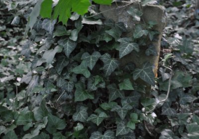 Horní Beřkovice, Omnium, 2020