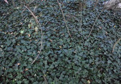 Horní Beřkovice, Omnium, 2020