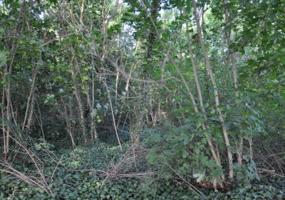 Horní Beřkovice, Omnium, 2020