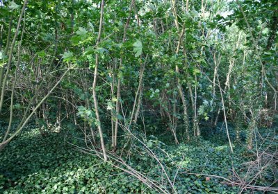 Horní Beřkovice, Omnium, 2020