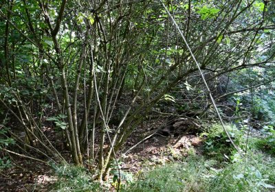 Horní Beřkovice, Omnium, 2020