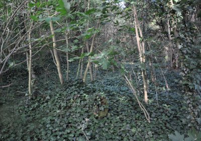 Horní Beřkovice, Omnium, 2020